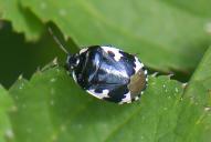 Tritomegas bicolor