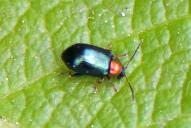 Crepidodera aurata