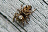 Evarcha arcuata