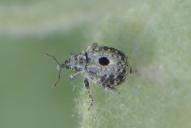 Cionus hortulanus