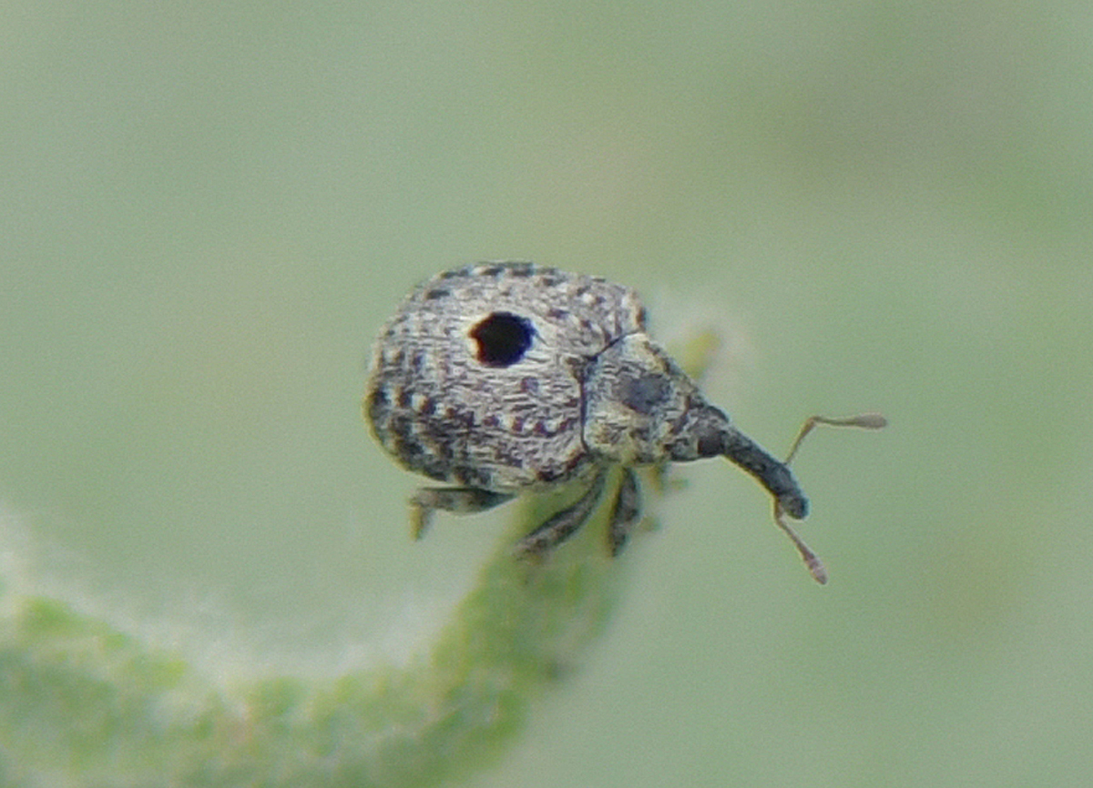 Cionus hortulanus