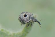 Cionus hortulanus