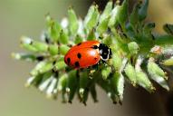 Hippodamia variegata