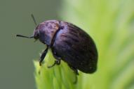 Byrrhus pilula