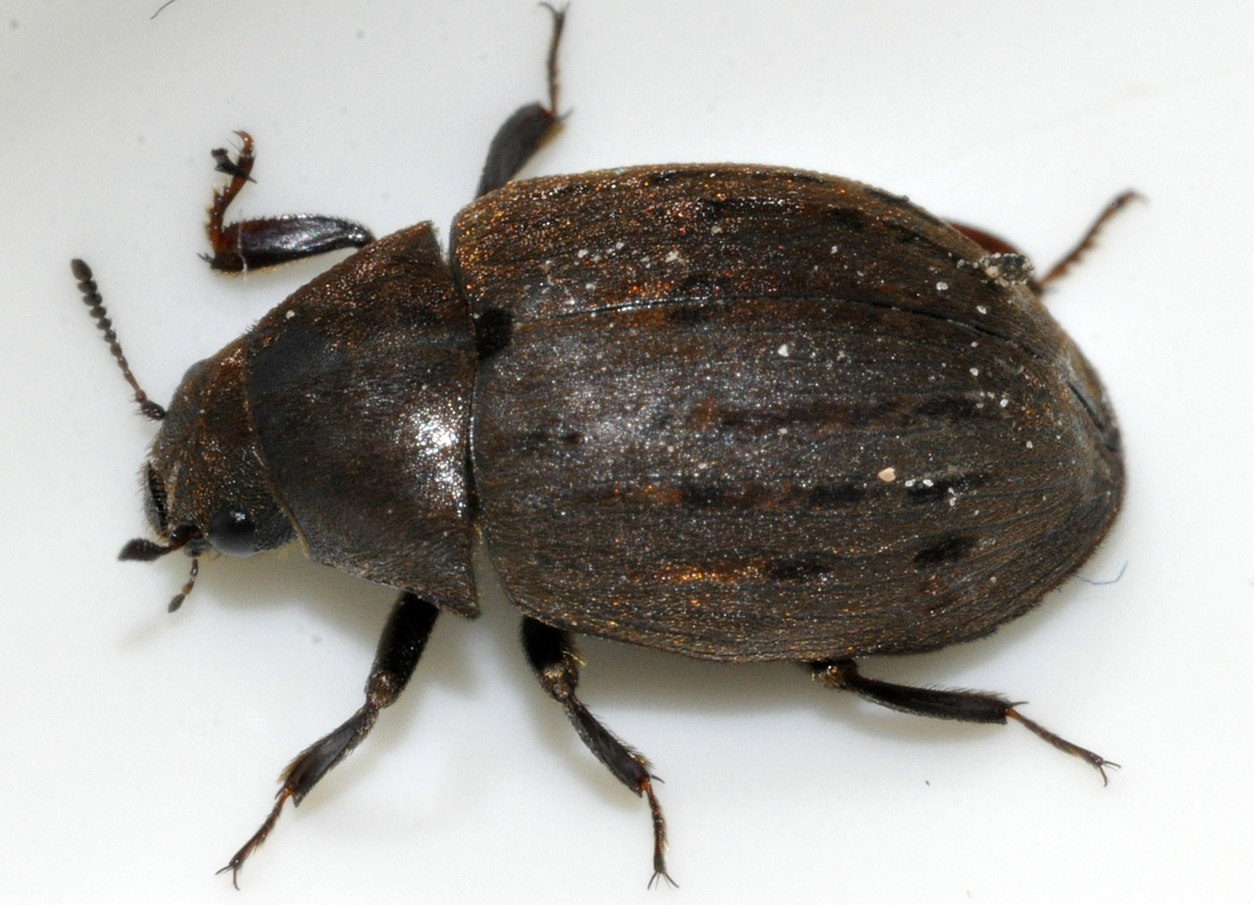Byrrhus pilula