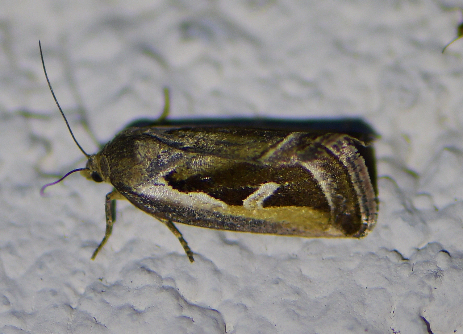 Deltote uncula