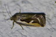Deltote uncula