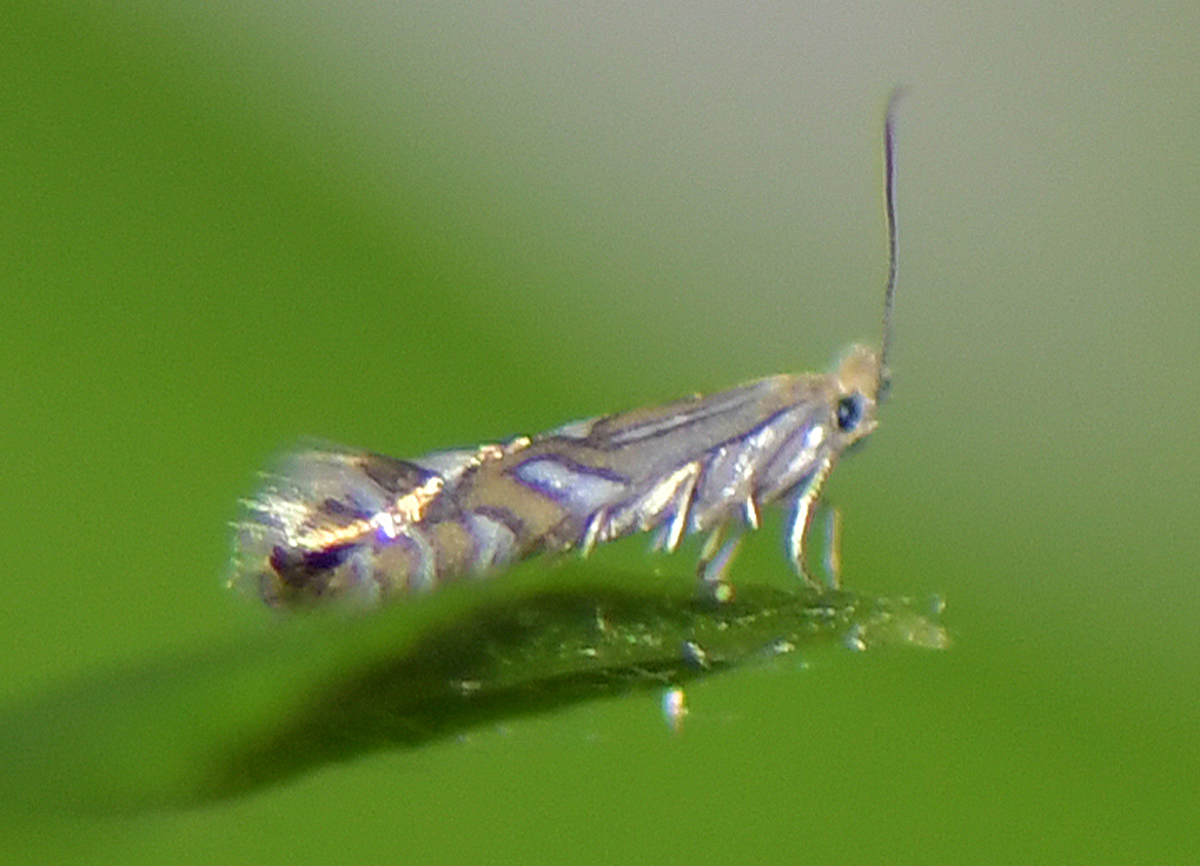 Phyllonorycter rajella