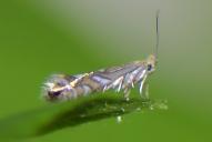 Phyllonorycter rajella