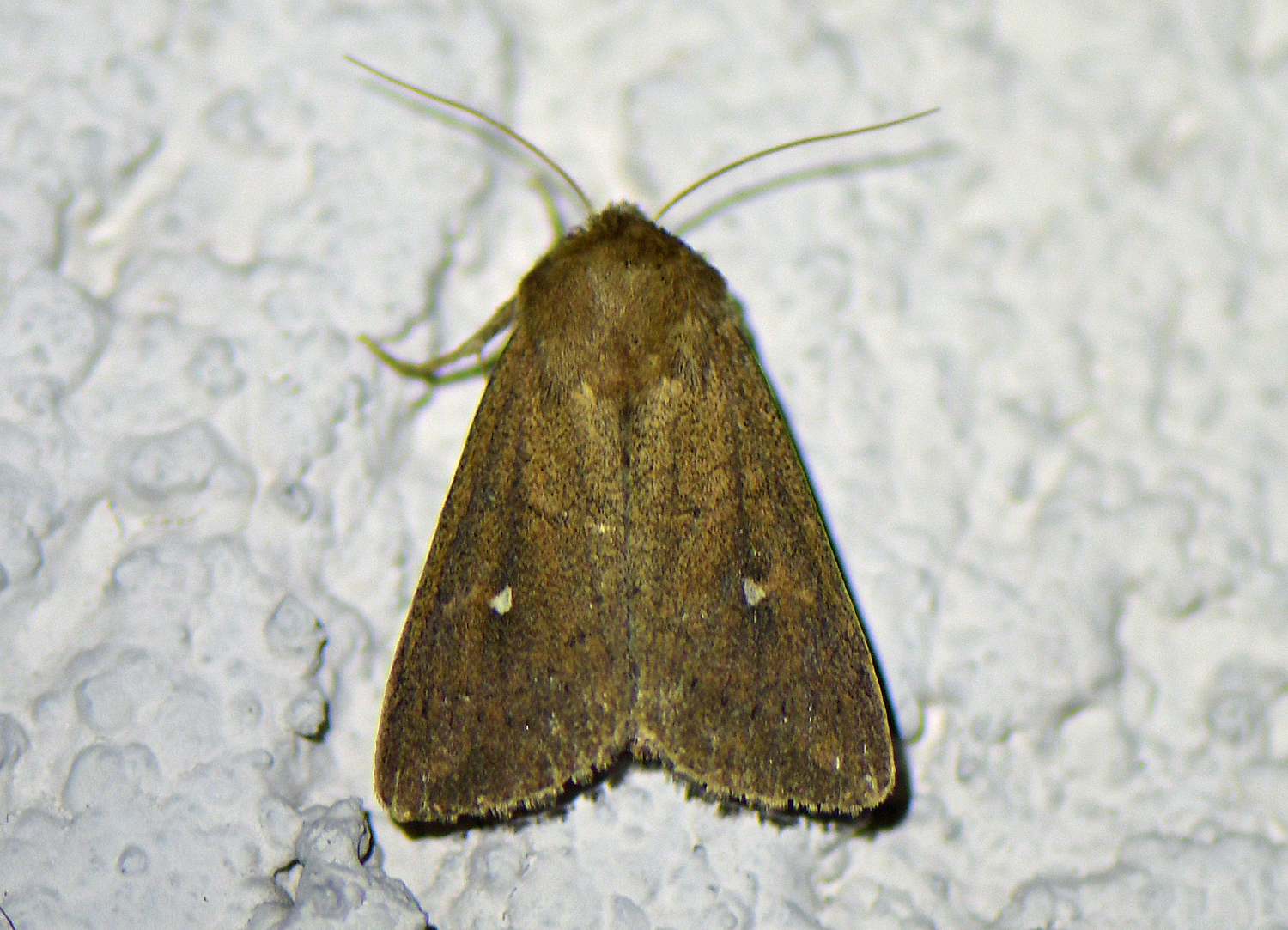 Mythimna albipuncta