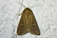 Mythimna albipuncta
