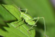 Barbitistes serricauda(Larve / Nymphe)