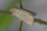 Hoplodrina ambigua