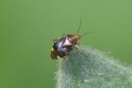 Liocoris tripustulatus