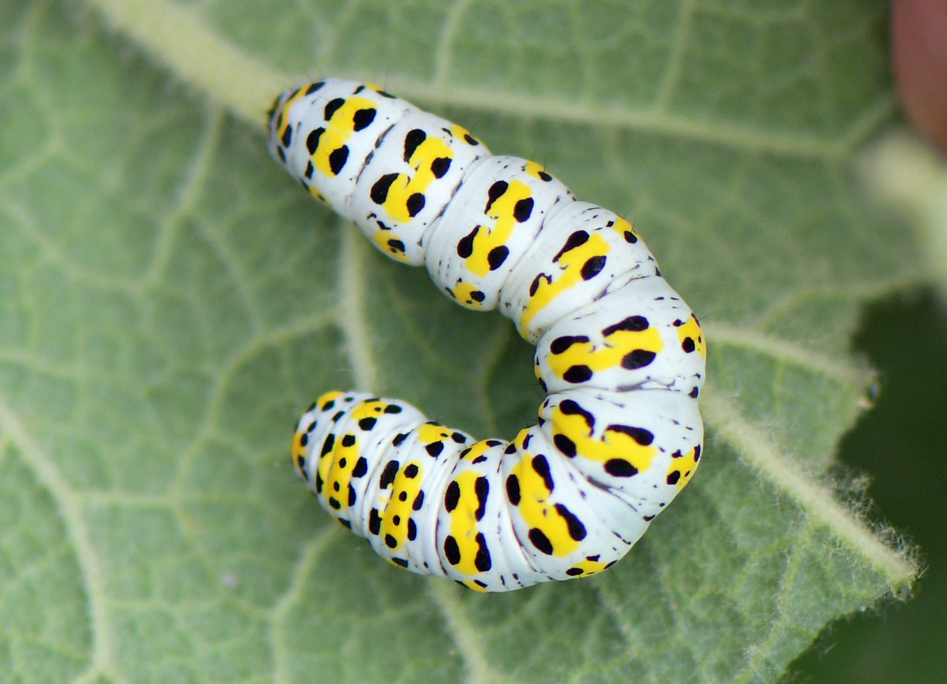 Cucullia verbasci (Raupe)