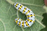 Cucullia verbasci (Raupe)