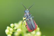 Malachius scutellaris