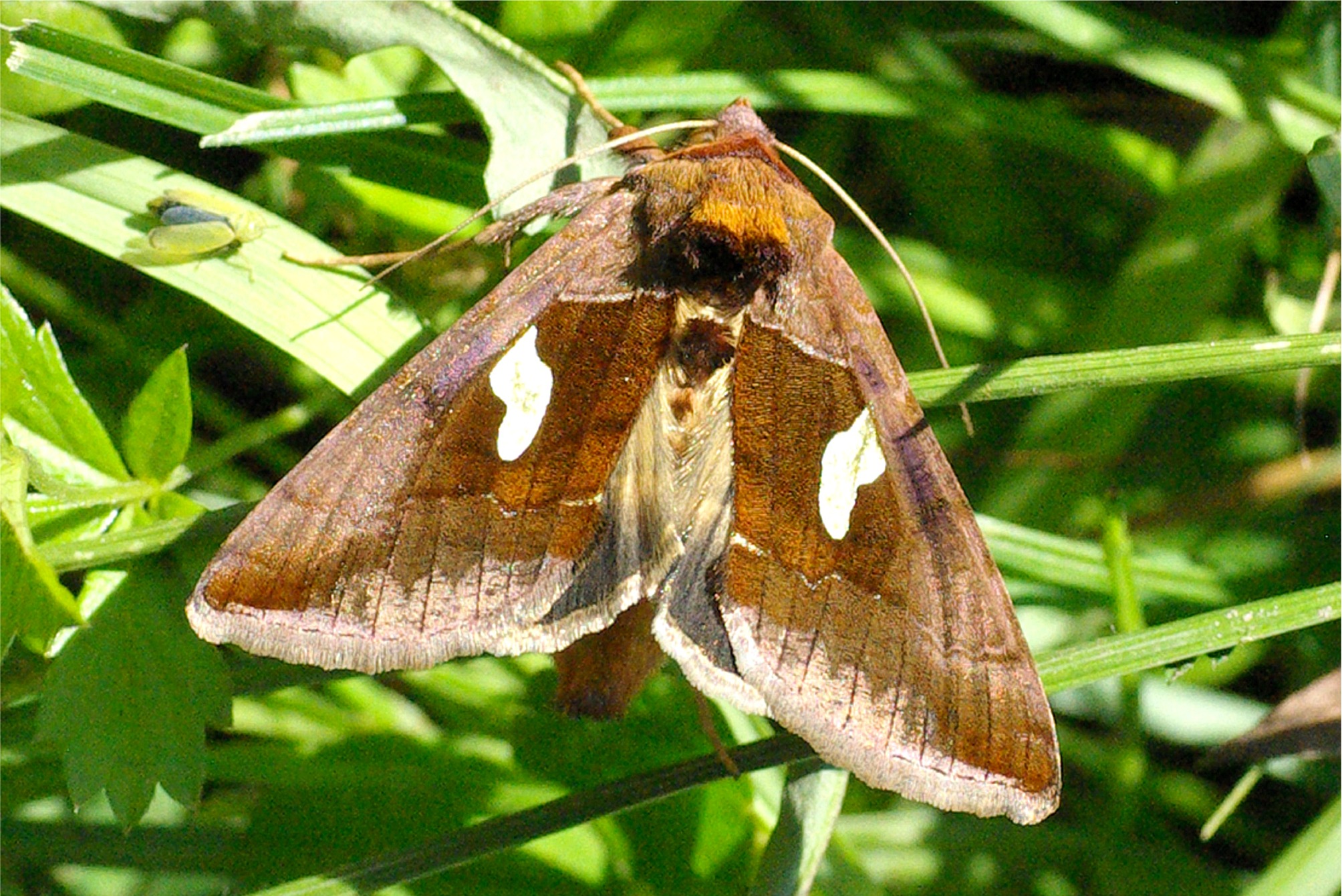 Autographa bractea