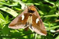 Autographa bractea