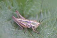 Metrioptera roeselii(Nymphe)