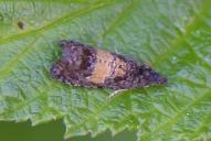 Endothenia nigricostana