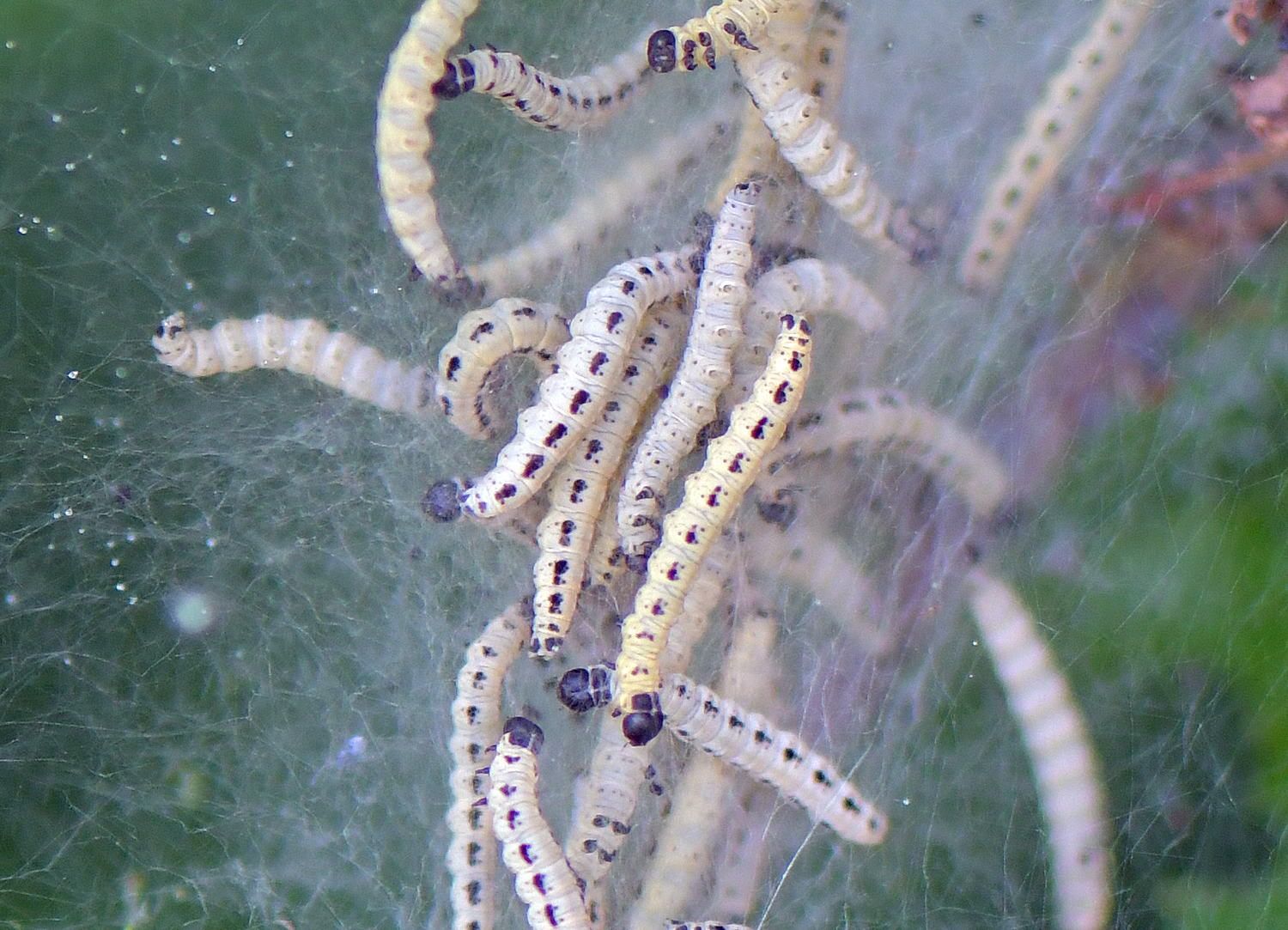 Yponomeuta evonymella (Raupe)