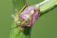 Carpocoris purpureipennis