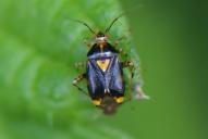 Liocoris tripustulatus