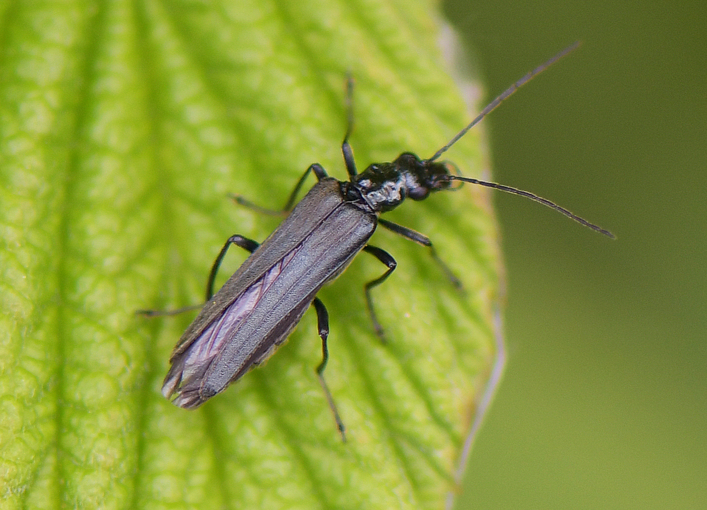 Oedemera tristis(♀)