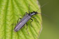 Oedemera tristis
