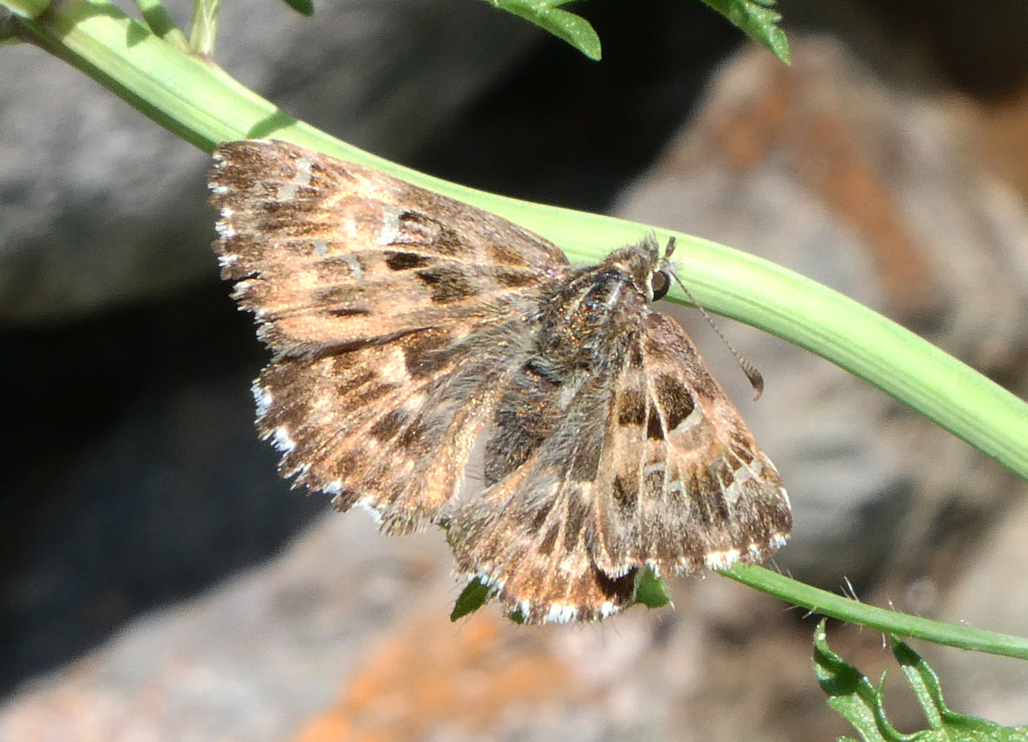 Carcharodus alceae
