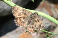 Carcharodus alceae