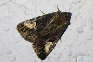 Aedia funesta