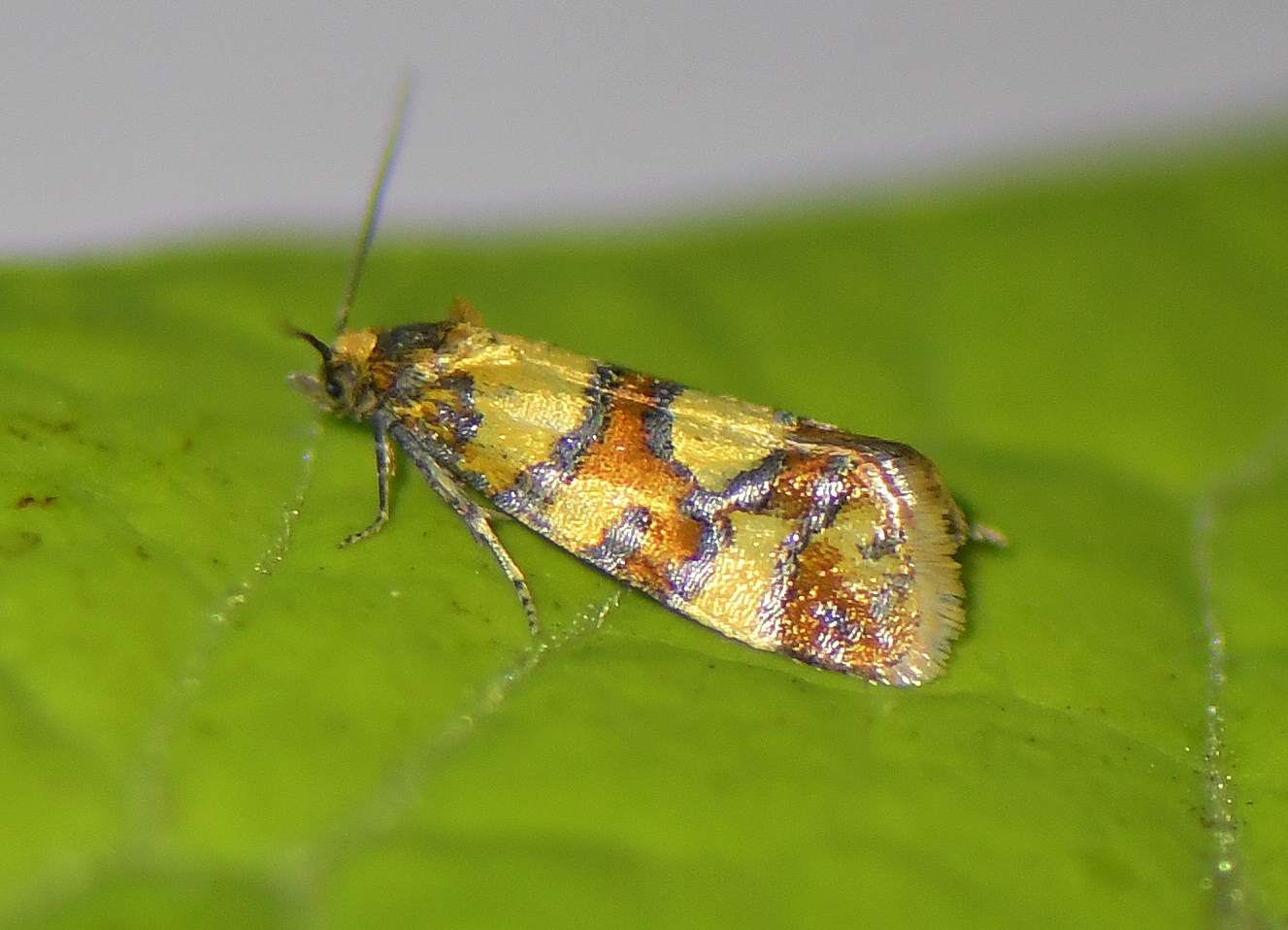 Aethes tesserana