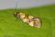 Aethes tesserana