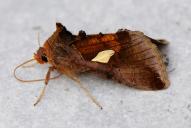 Autographa bractea