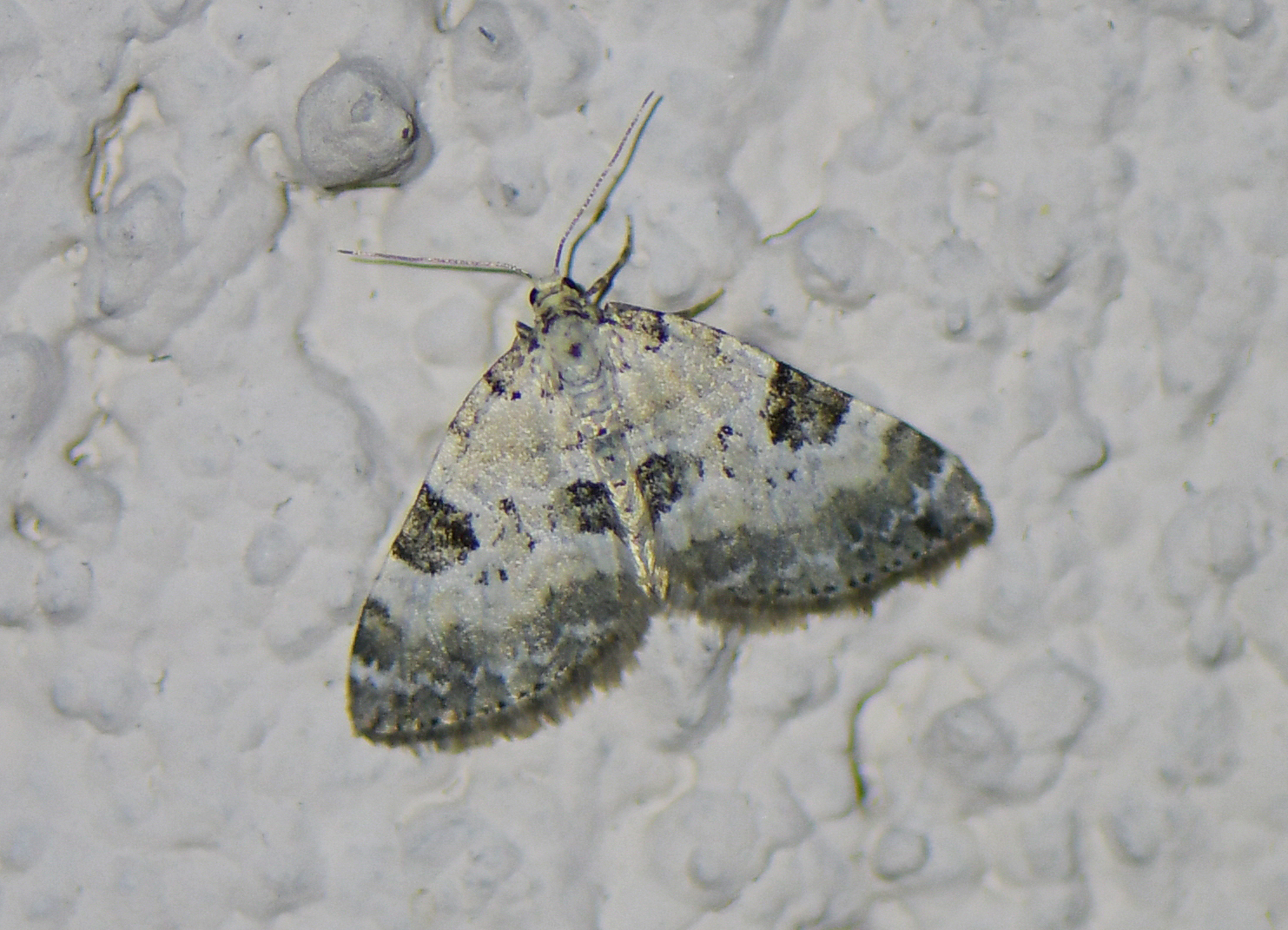 Perizoma blandiata