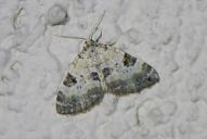 Perizoma blandiata