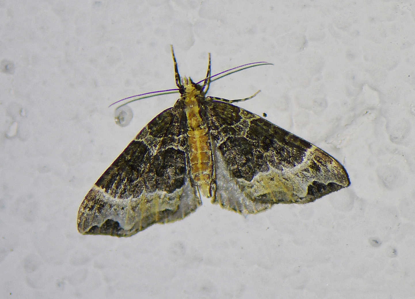 Ecliptopera capitata