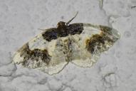 Ligdia adustata