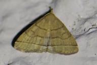 Herminia tarsipennalis