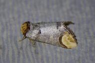 Phalera bucephala