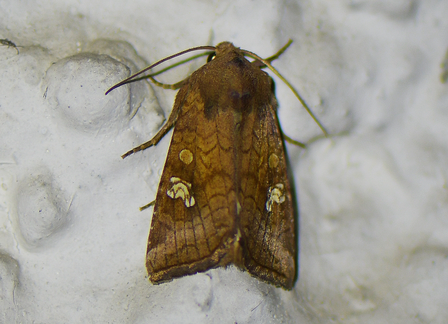 Amphipoea oculea(cf)