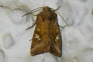 Amphipoea oculea
