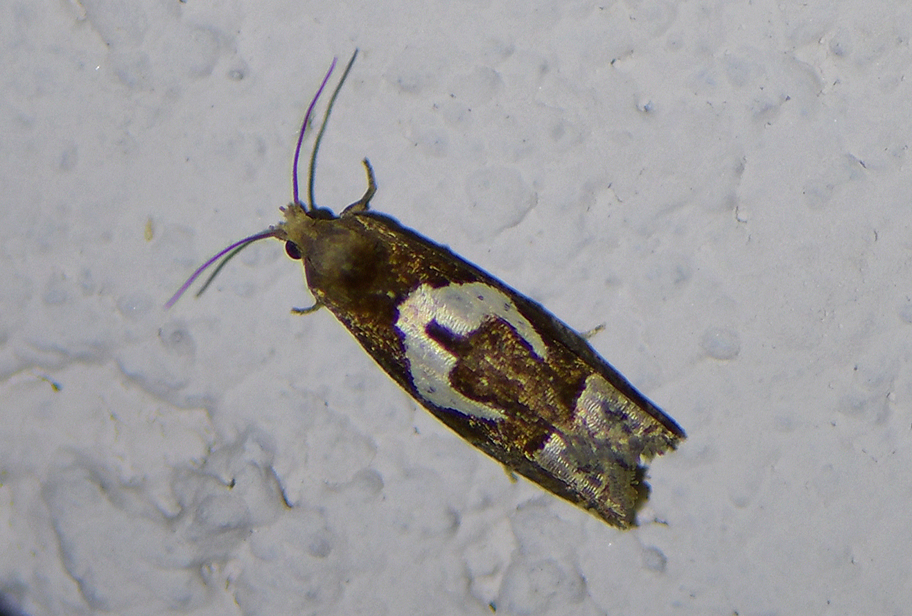 Epiblema foenella