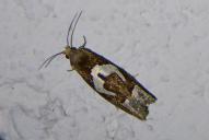 Epiblema foenella