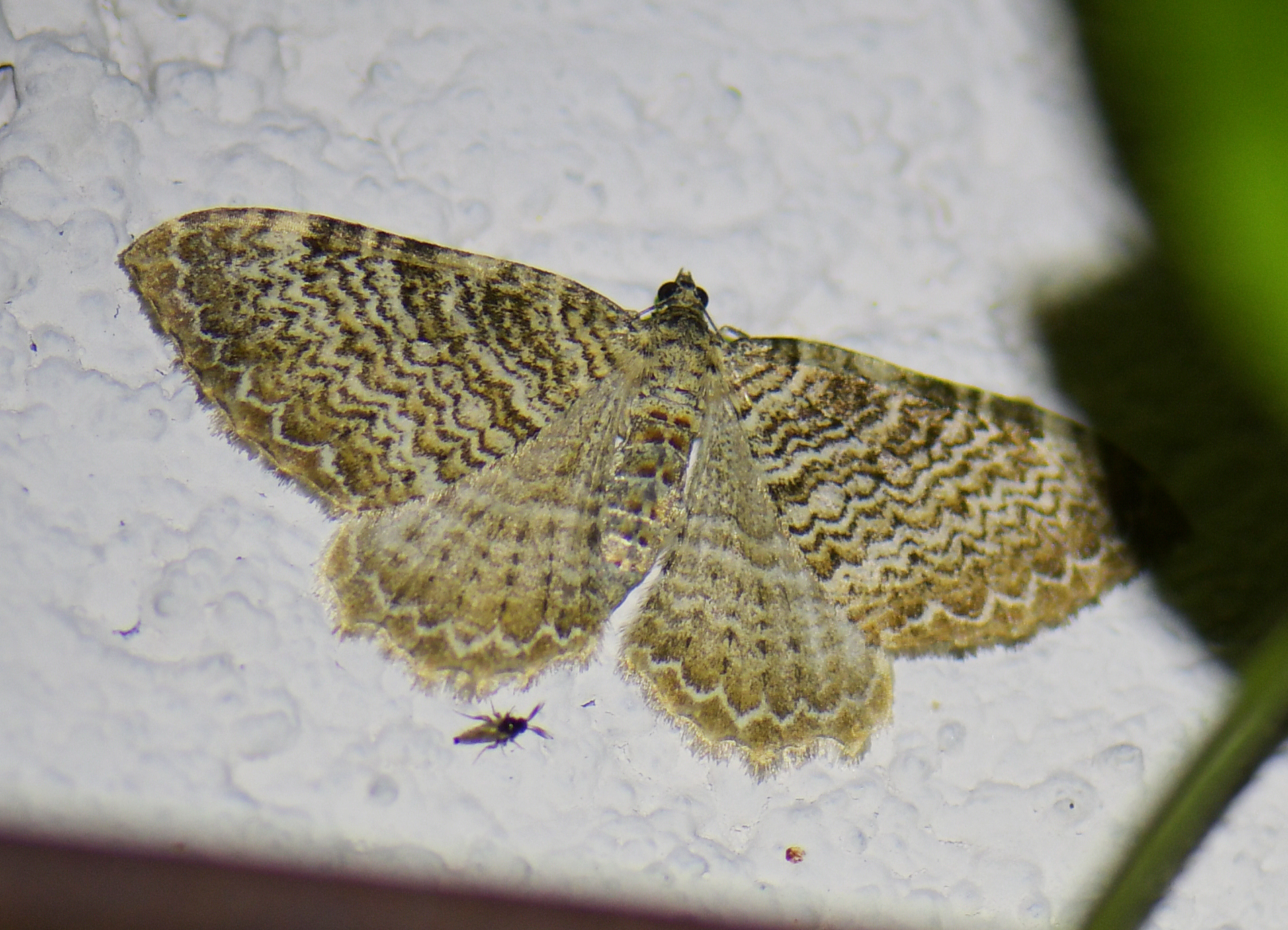 Hydria undulata