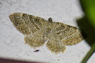 Hydria undulata
