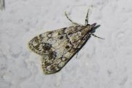 Eudonia lacustrata