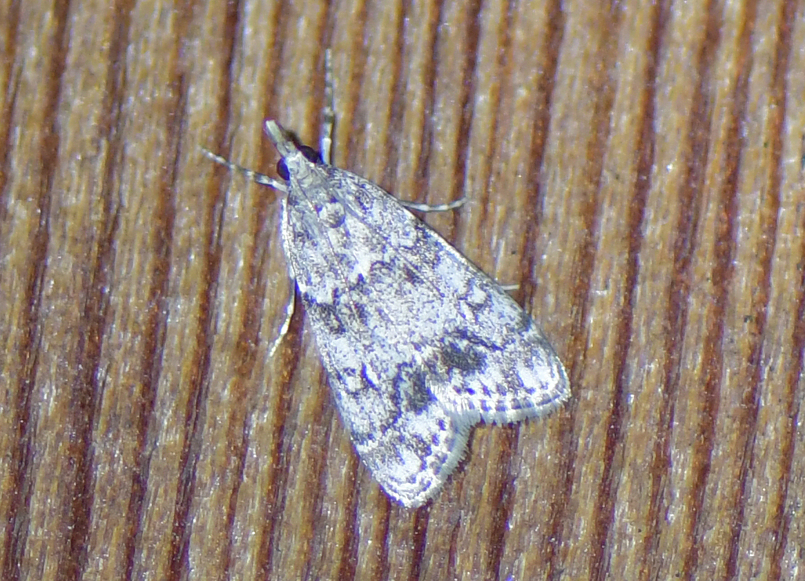 Eudonia lacustrata